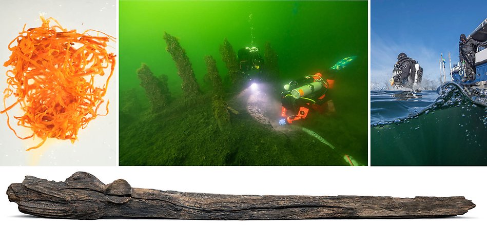 Bilder på Gribshunden