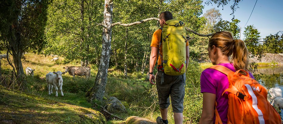 ARK56-led med vandring, två personer i vårgrönskan