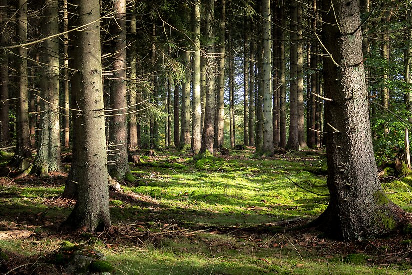 Skog