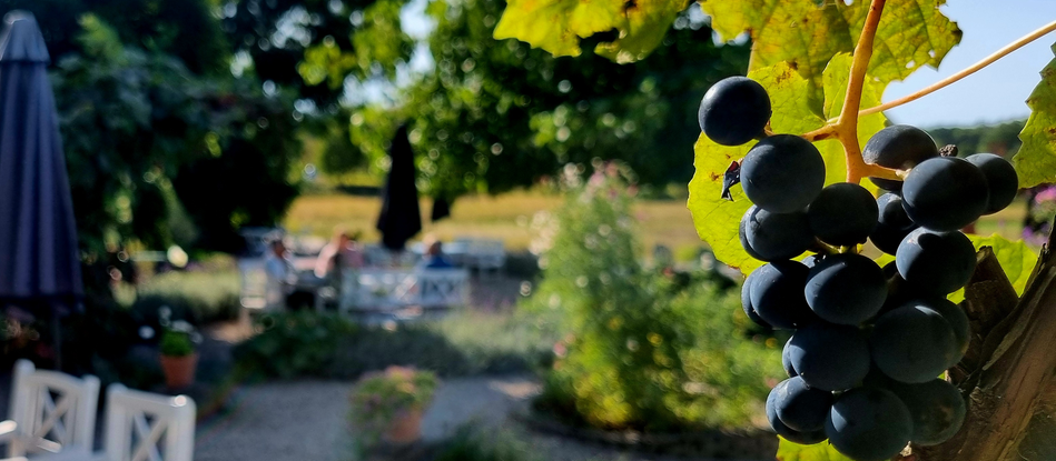 Mogen blå vindruvsklase i förgrunden, i suddig bakgrund syns cafébord och stolar och trädgård